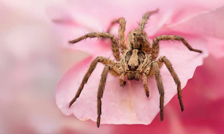 macrofotografía en fotografía gastronómica