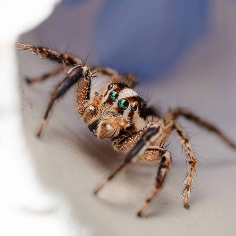Araña Salticidae macrofotografía araña saltarina araña Salticidae